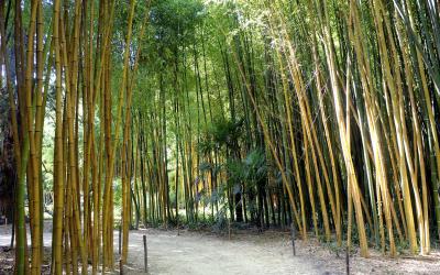 Bambouseraie d'Anduze